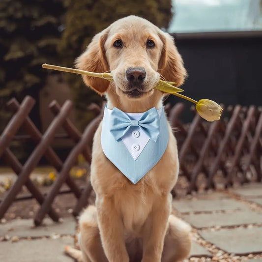 Formal Pet  Wedding Bow Tie Collar